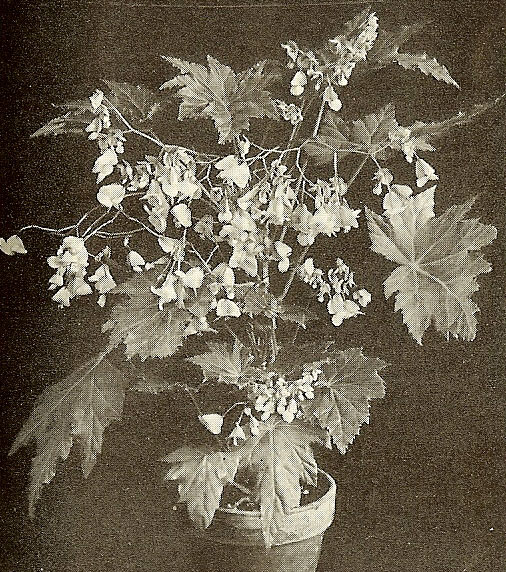 B. ‘Paul Bruant’